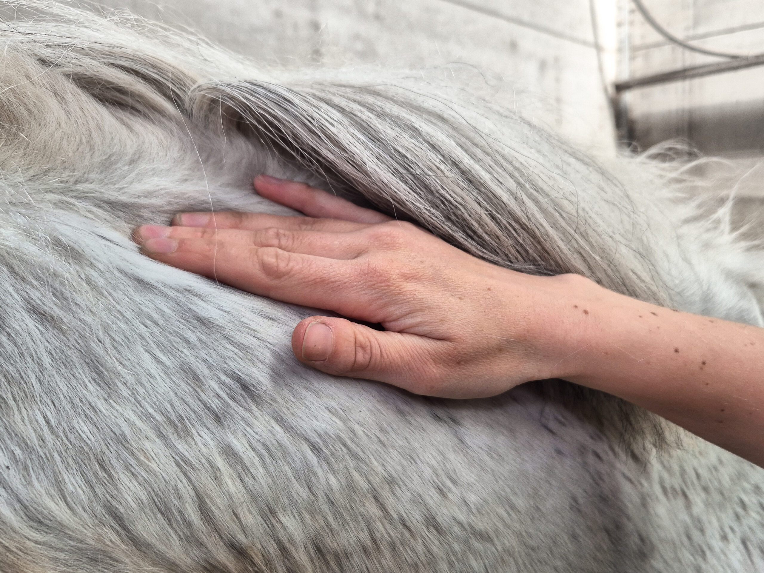Paarden massage