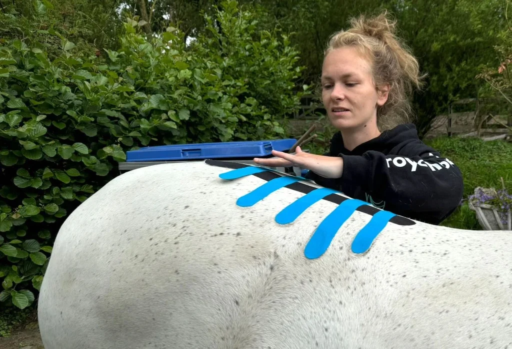 Royal Horsecare paardenmassage tapen