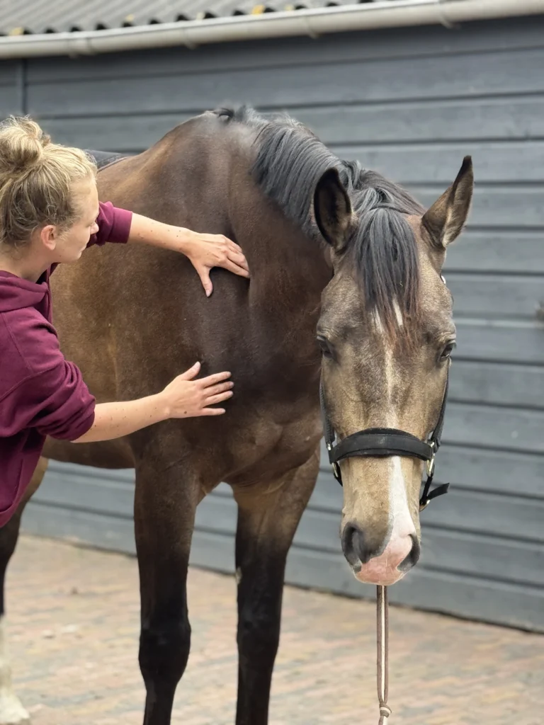 Royal Horsecare Paardenmassage
