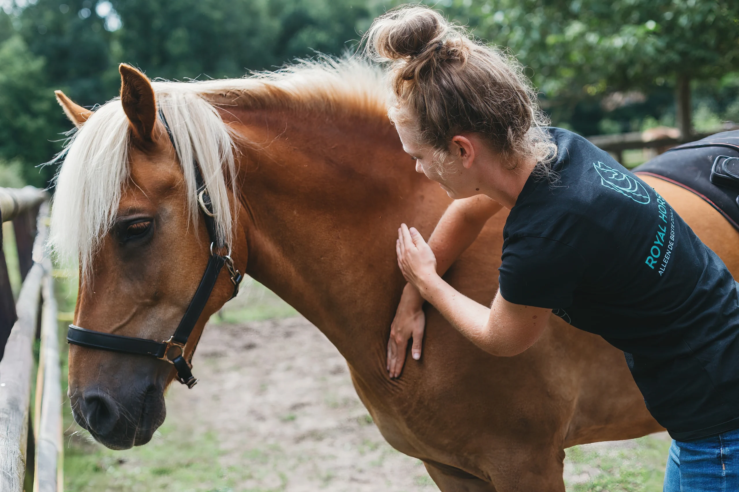 Paardensportmassage royal horsecare